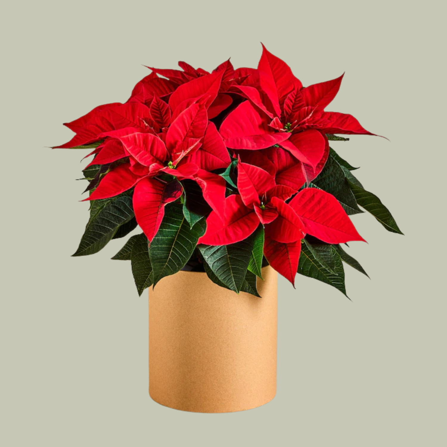 A red potted poinsetta plant