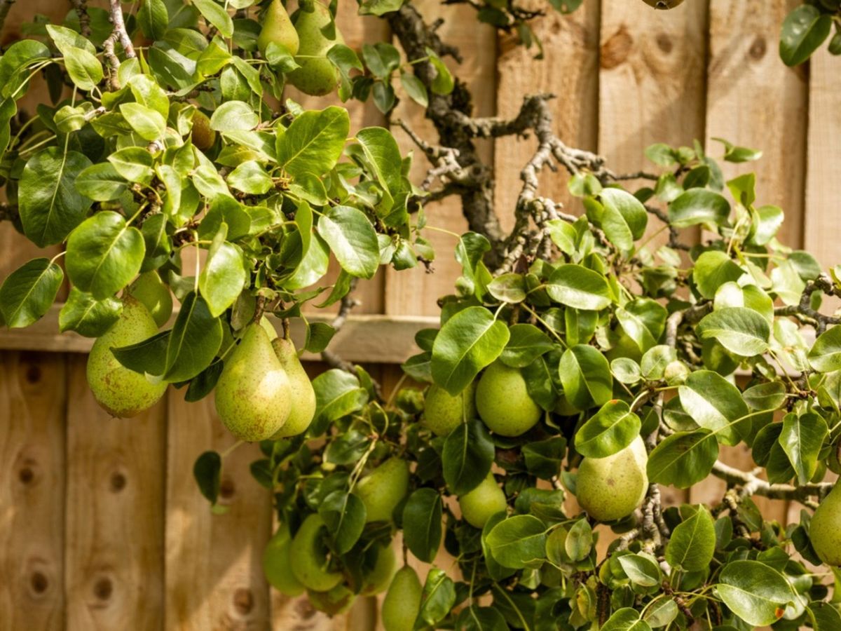 Fruit Trees In Gardens Ideas For Planting Fruit Trees In The Garden Gardening Know How