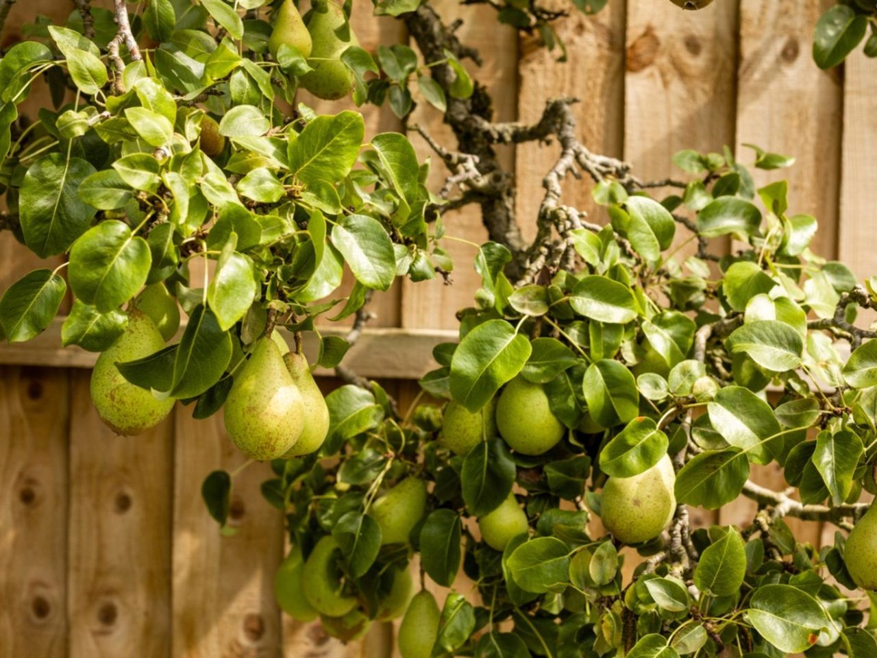 A Fruit Tree In The Backyard