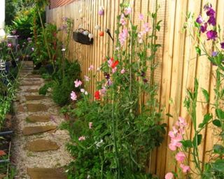 A side yard with wooden fence and sweet peas
