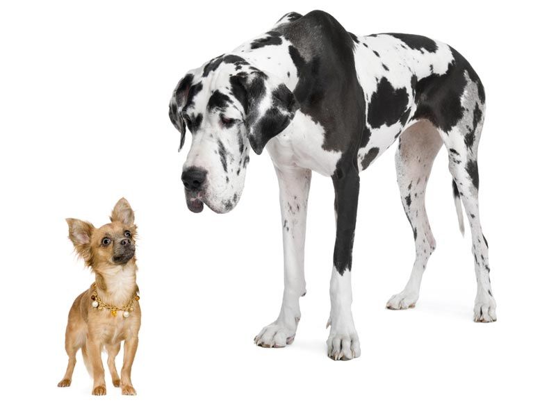 A great dane dog looks down at a a small chihuahua 