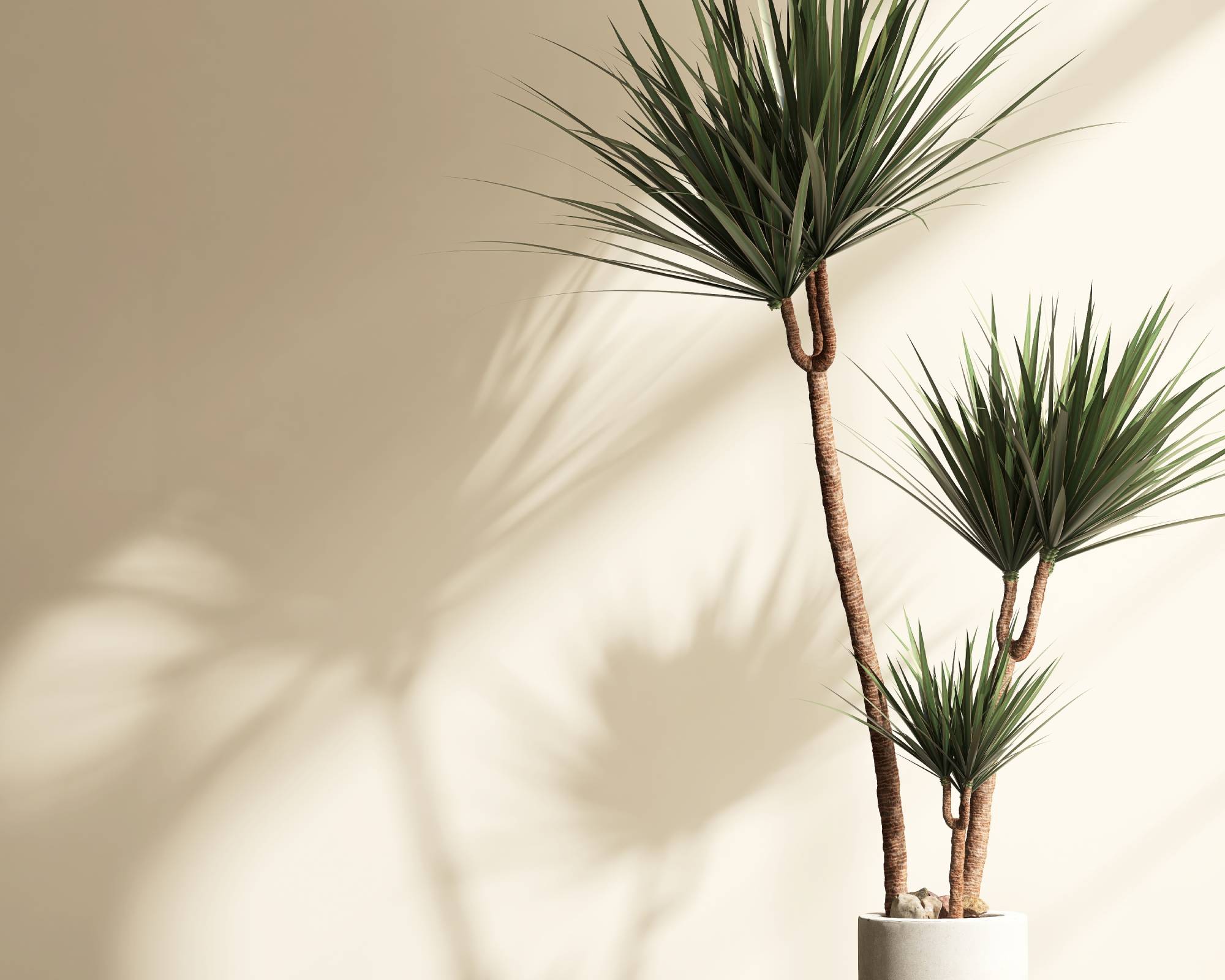 Tall houseplant dragon tree