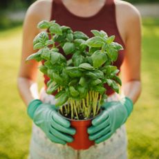 Basil plant held by woman