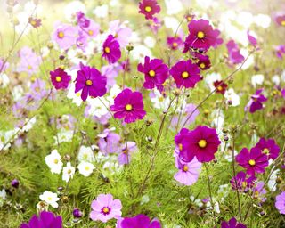 Cosmos flower bed