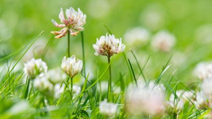 how to get rid of clover on a lawn
