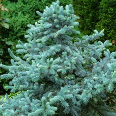 Real silver blue spruce Christmas tree