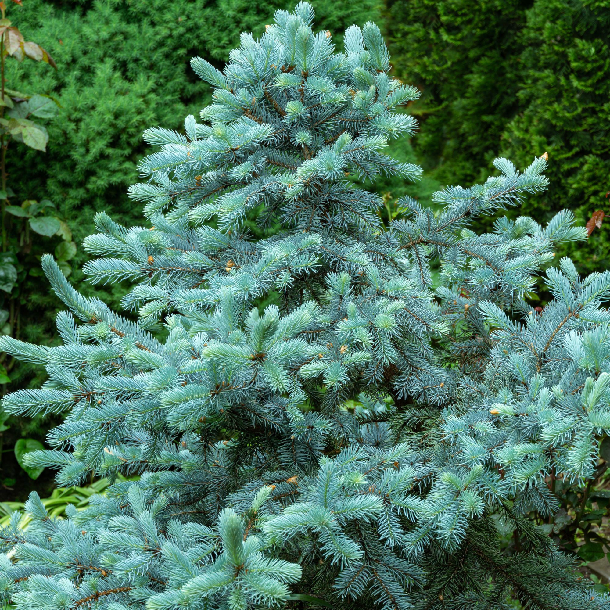 Real silver blue spruce Christmas tree