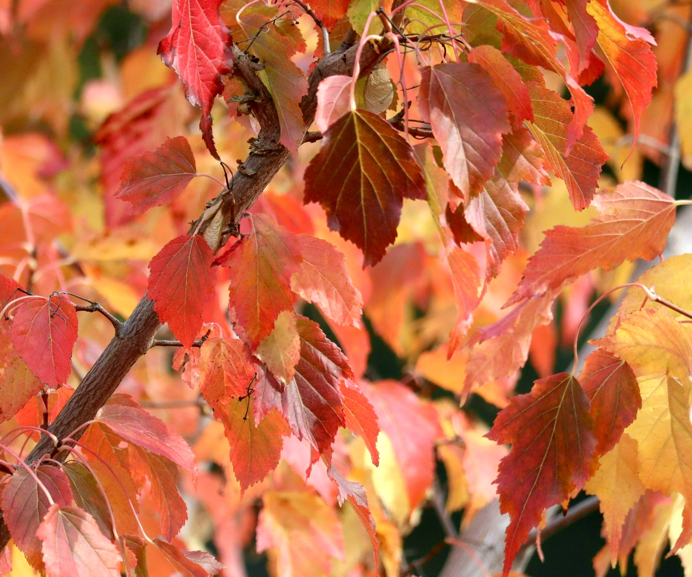 arrowwood viburnum with red leaves