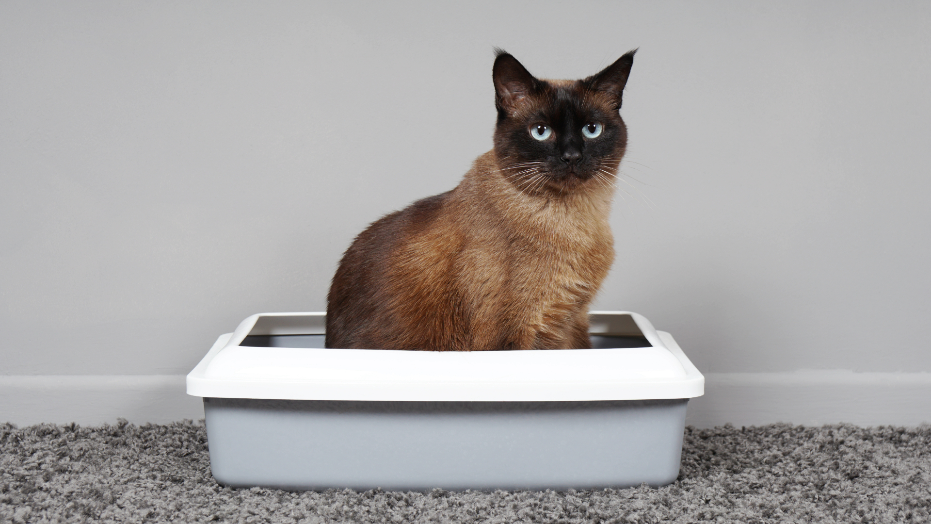 Cat sitting inside a litter box