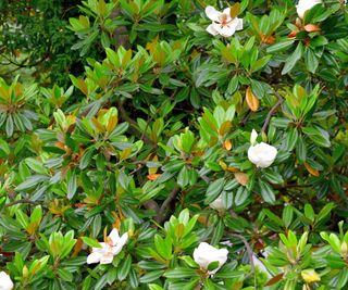 Southern Magnolia tree with glossy green leaves and yellow saucer-like blooms