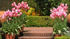 Potted tulips on steps in a flower garden