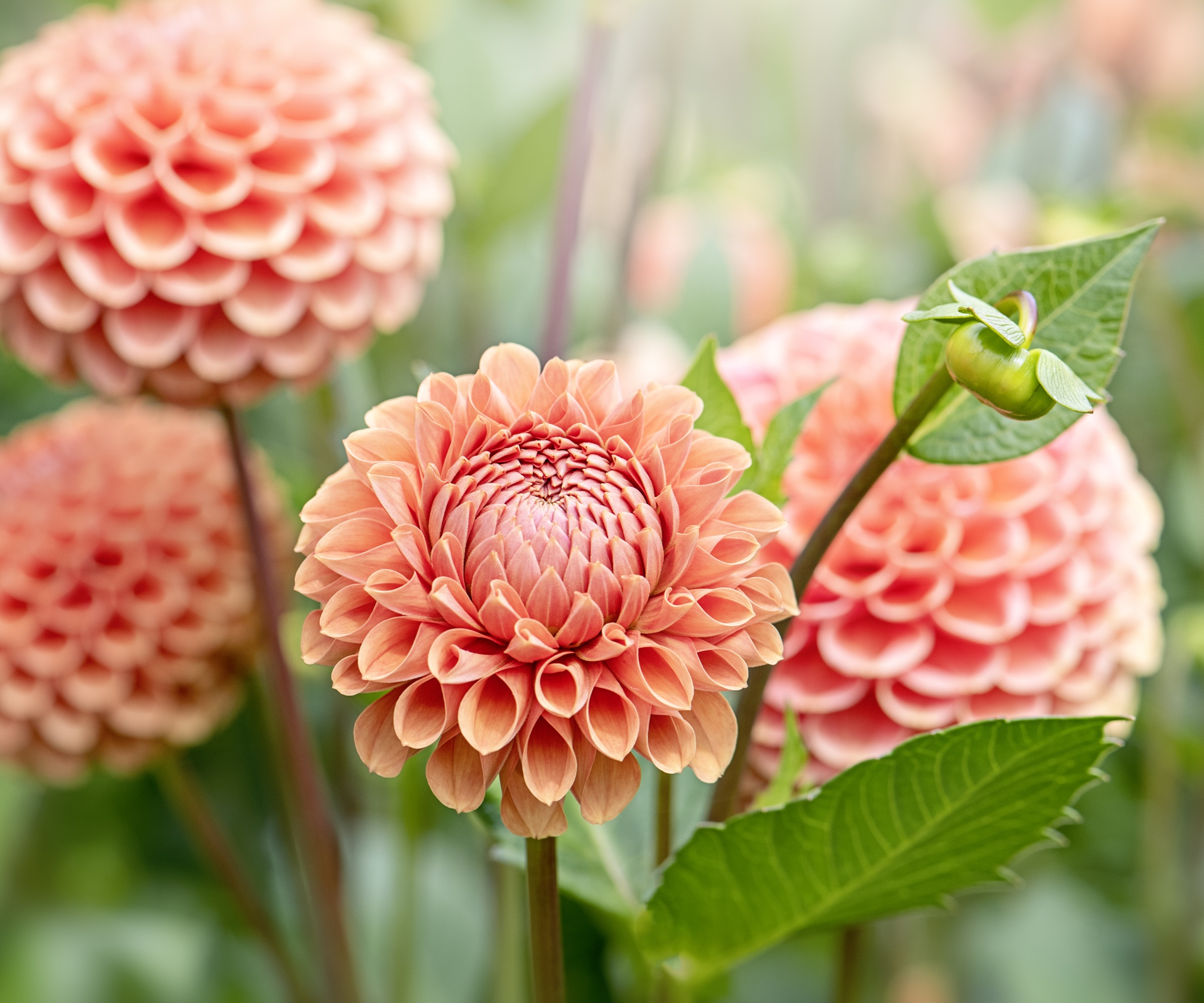 Orange Summer Dahlia