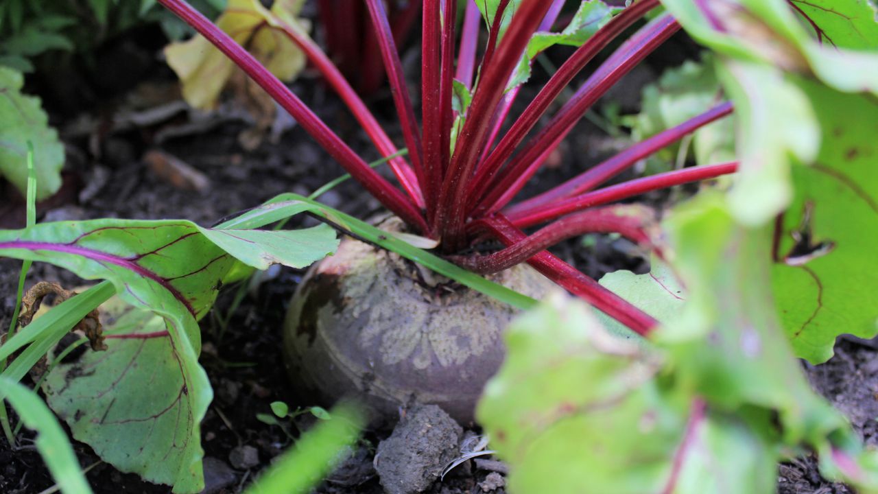 how to grow beets in the ground