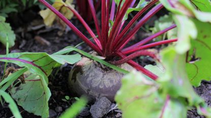 how to grow beets in the ground