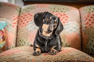 Stanley the Dachshund