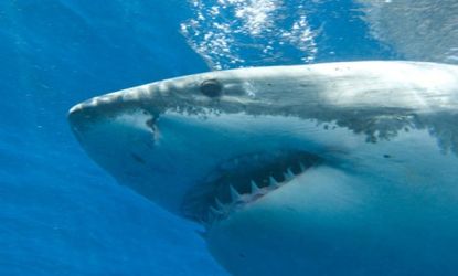 In Cape Cod, a swimmer was bit on the legs, and scientists believe the culprit was a terrifying great white shark.