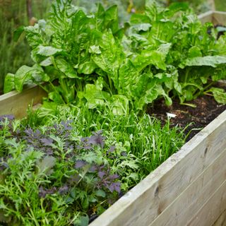 Lettuce and salad leaves growing in wooden raised vegetable planter