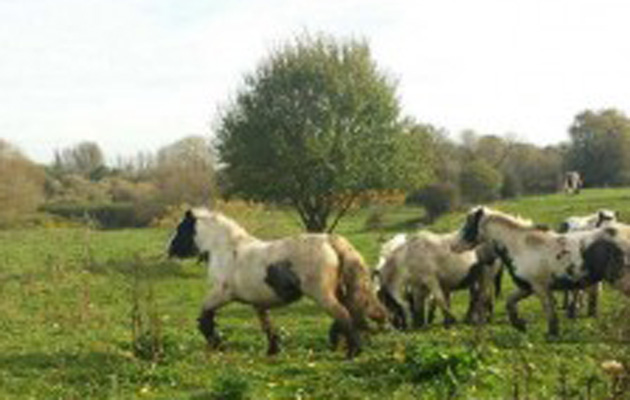 ditchhorse2
