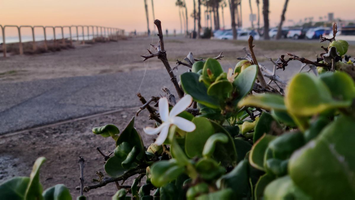 Samsung Galaxy S20 Plus camera samples