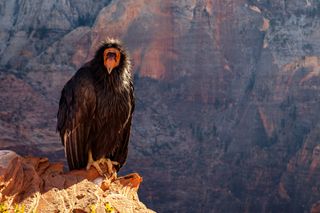 California condor at Zion National Park