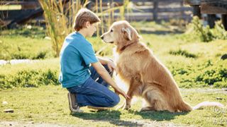 Homeward Bound: The Incredible Journey