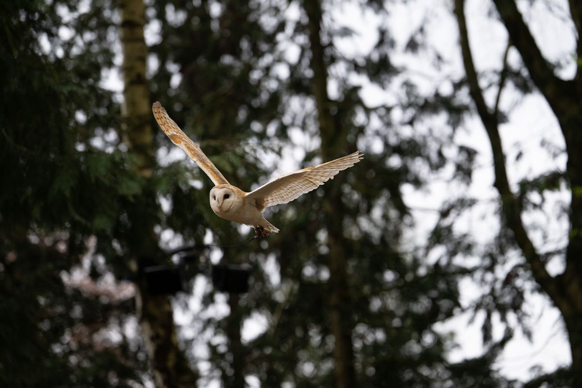 Barn owl in flight against trees