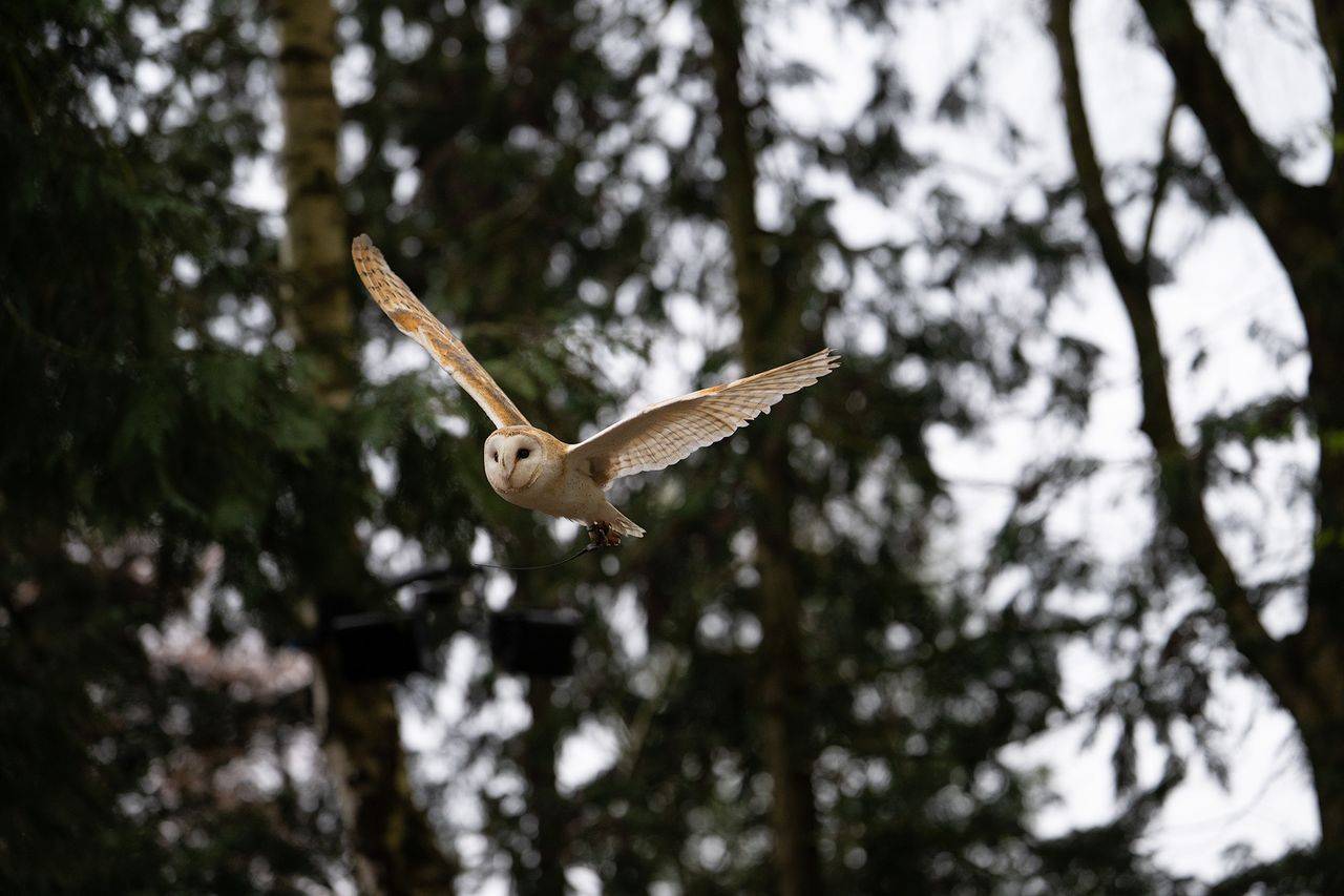 Barn owl in flight against trees