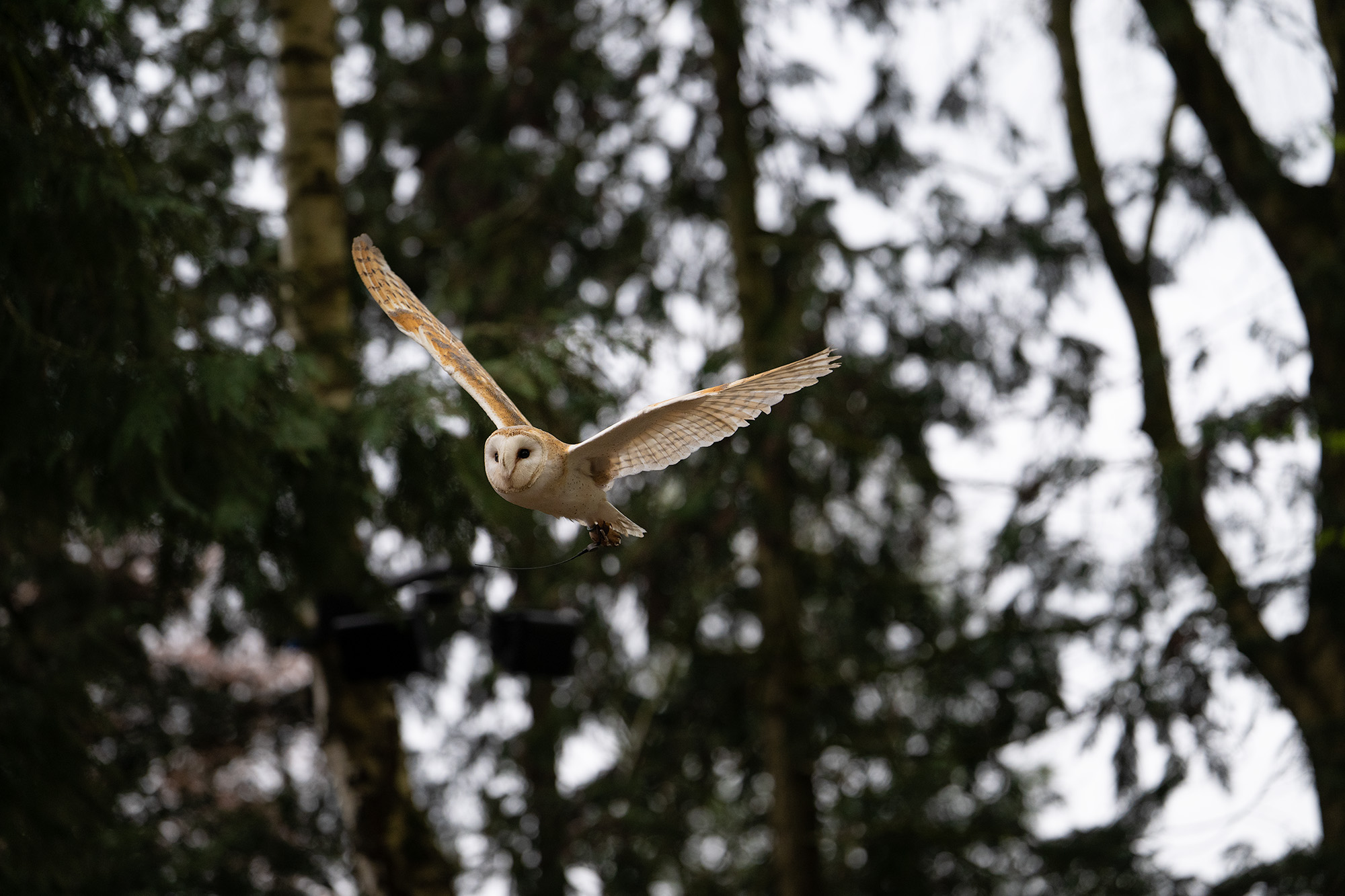 Barn owl in flight against trees 