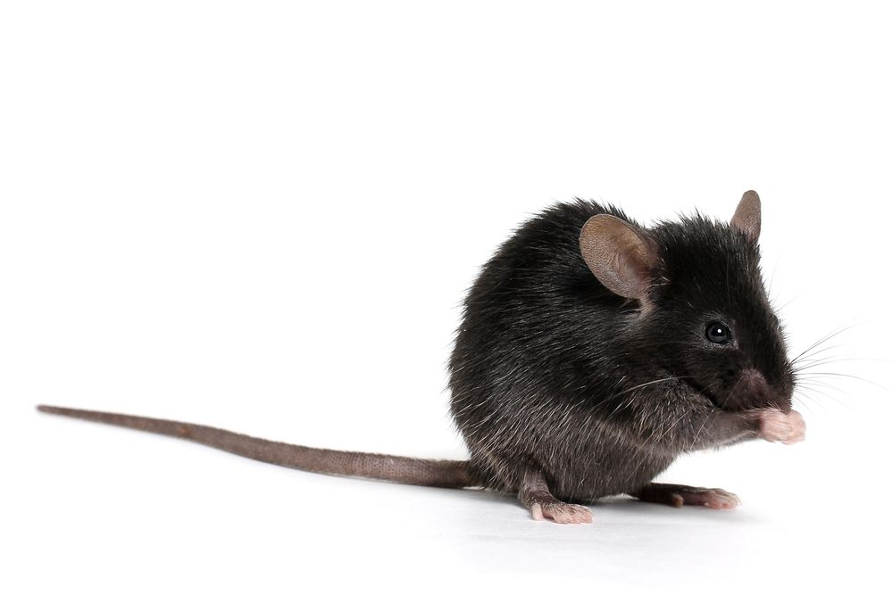 Why Do Medical Researchers Use Mice? Live Science