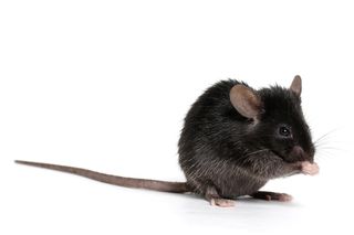 mouse scientific name