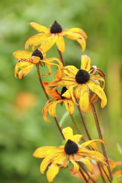 Wilting Black Eyed Susan Flowers