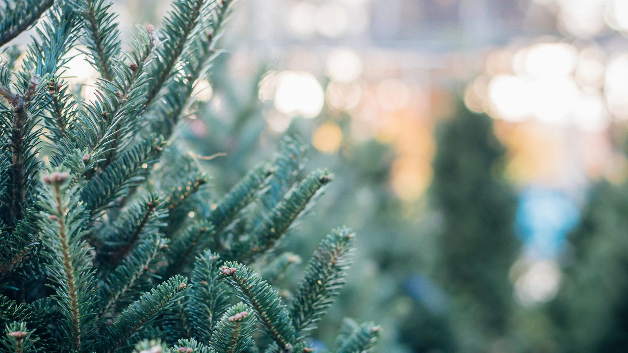 Christmas Trees in a Garden Center Nursery 