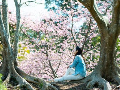 A woman sits at the foot of a tree and contemplates cherry blossoms