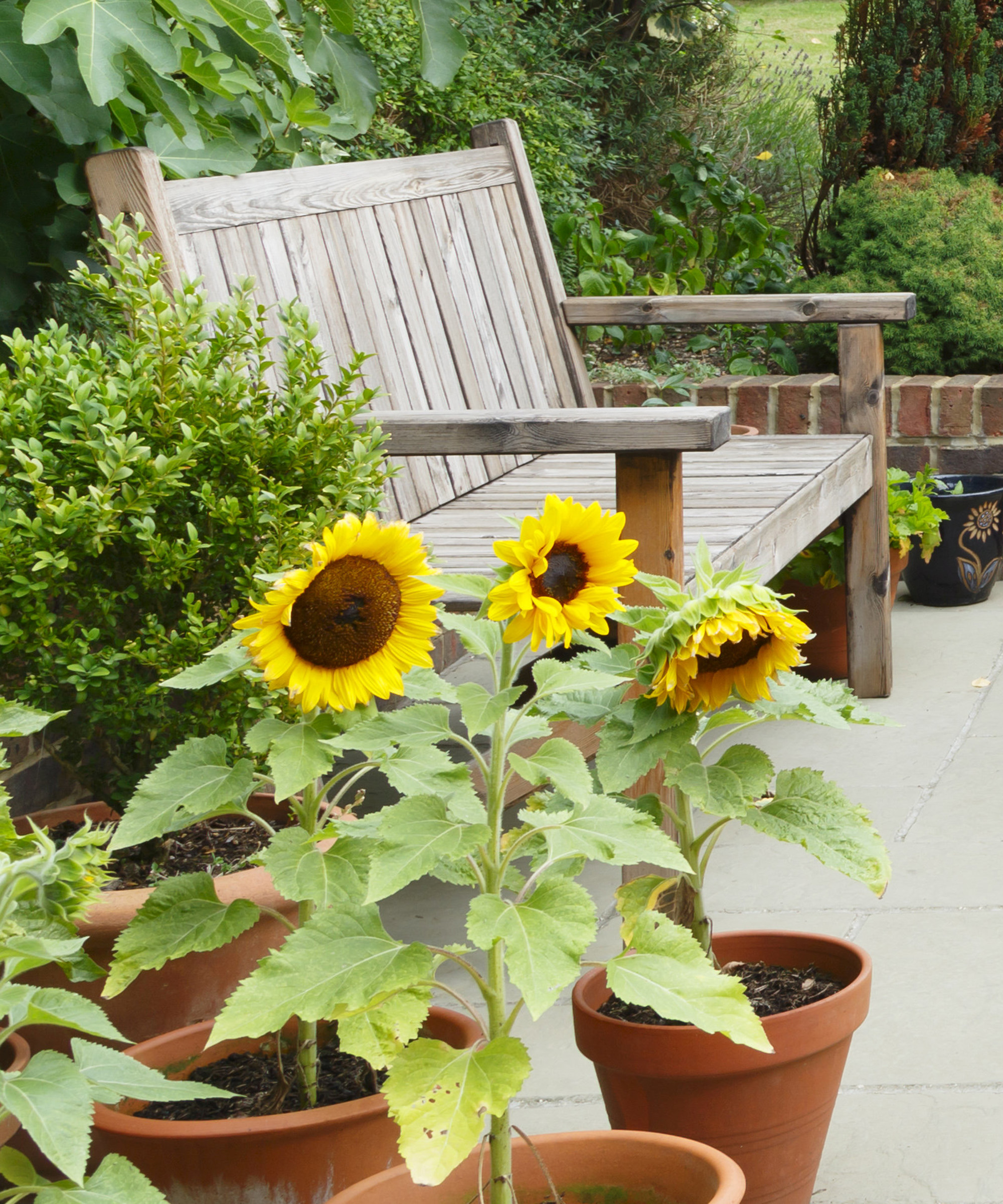 London garden in summer with patio, wooden garden furniture and a parasol or sun umbrella