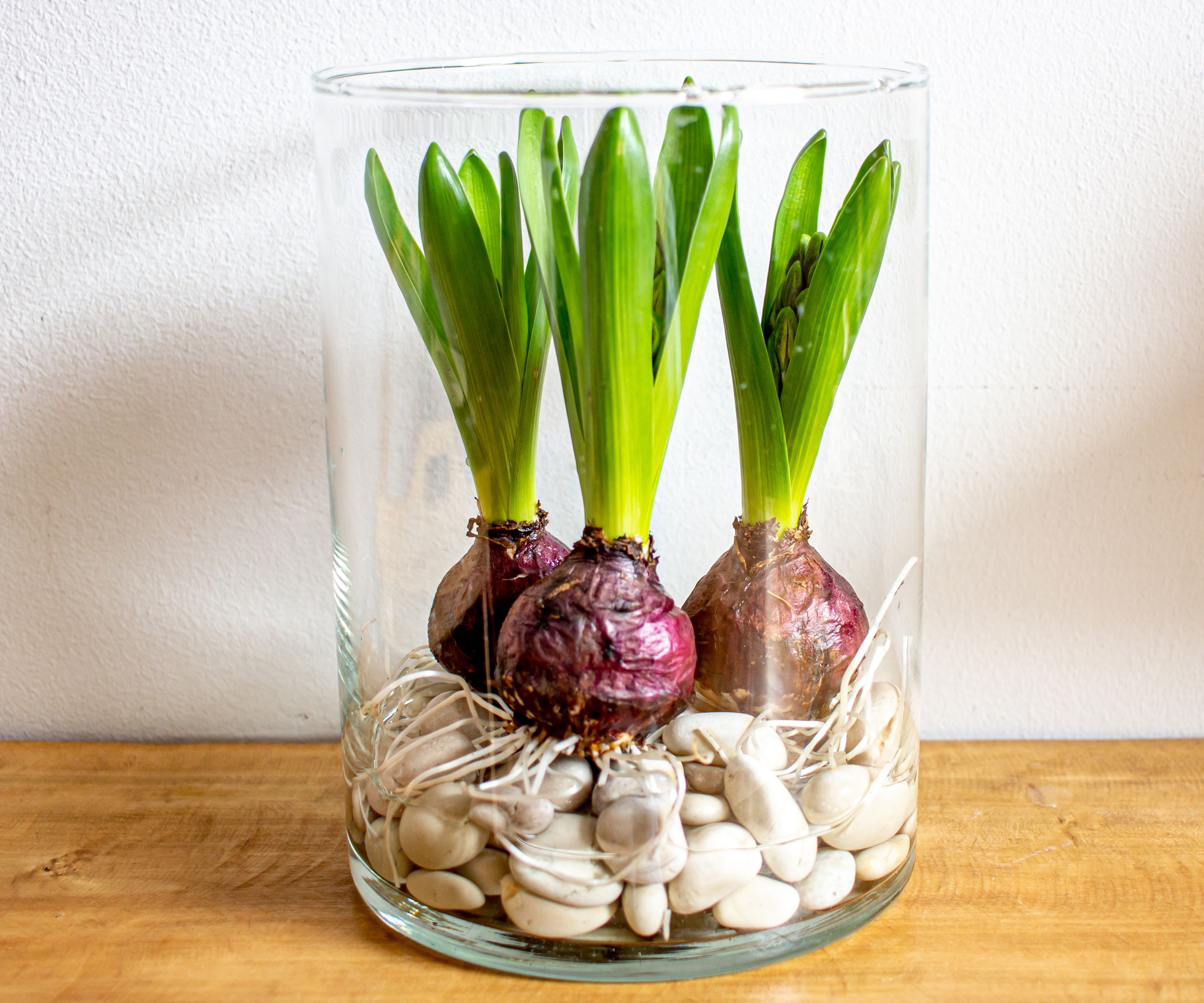 hyacinth bulbs in vase showing roots and shoots