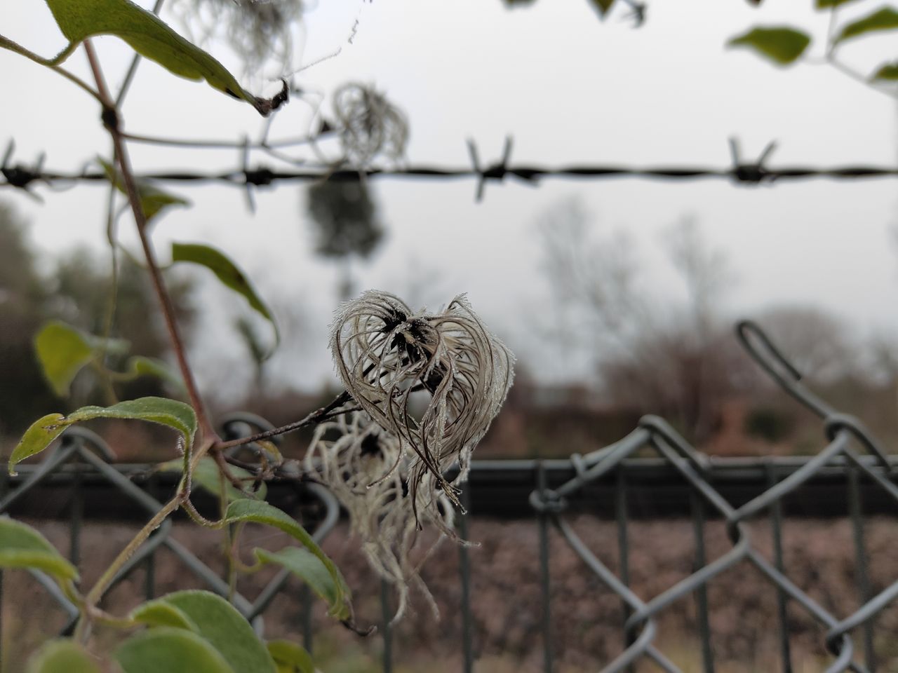 ZTE Axon 20 5G camera samples