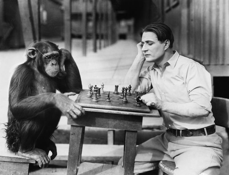 Chimpanzee playing chess