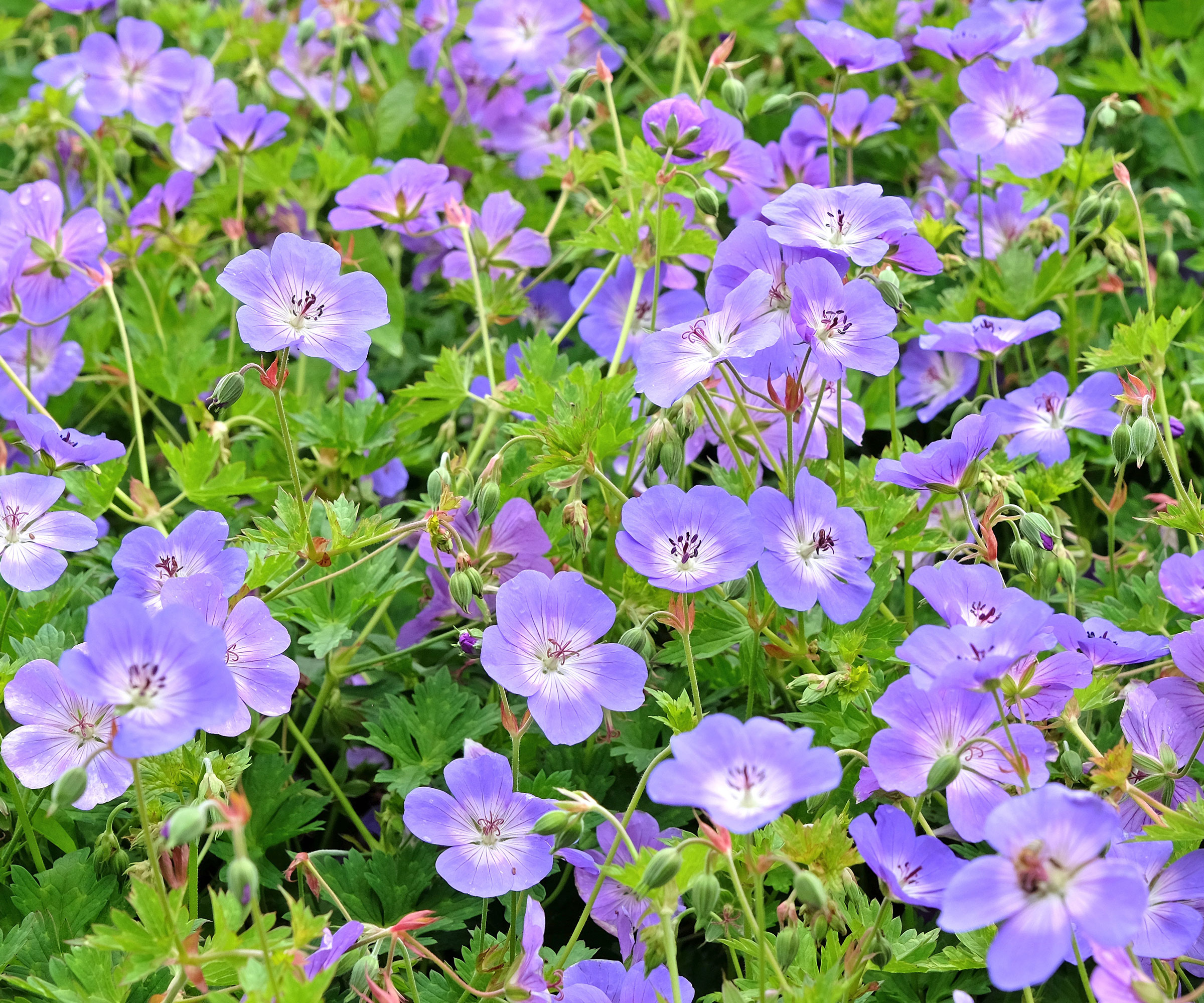 hardy geranium Rozanne plants with purple blue flowers