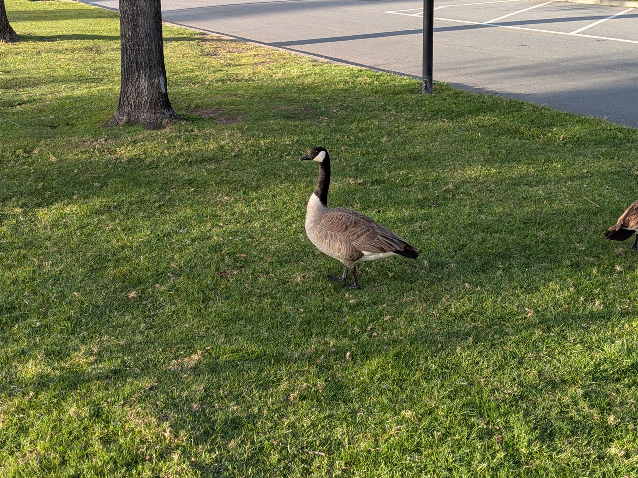 A Google Pixel 9a camera sample showing a goose on a lawn.