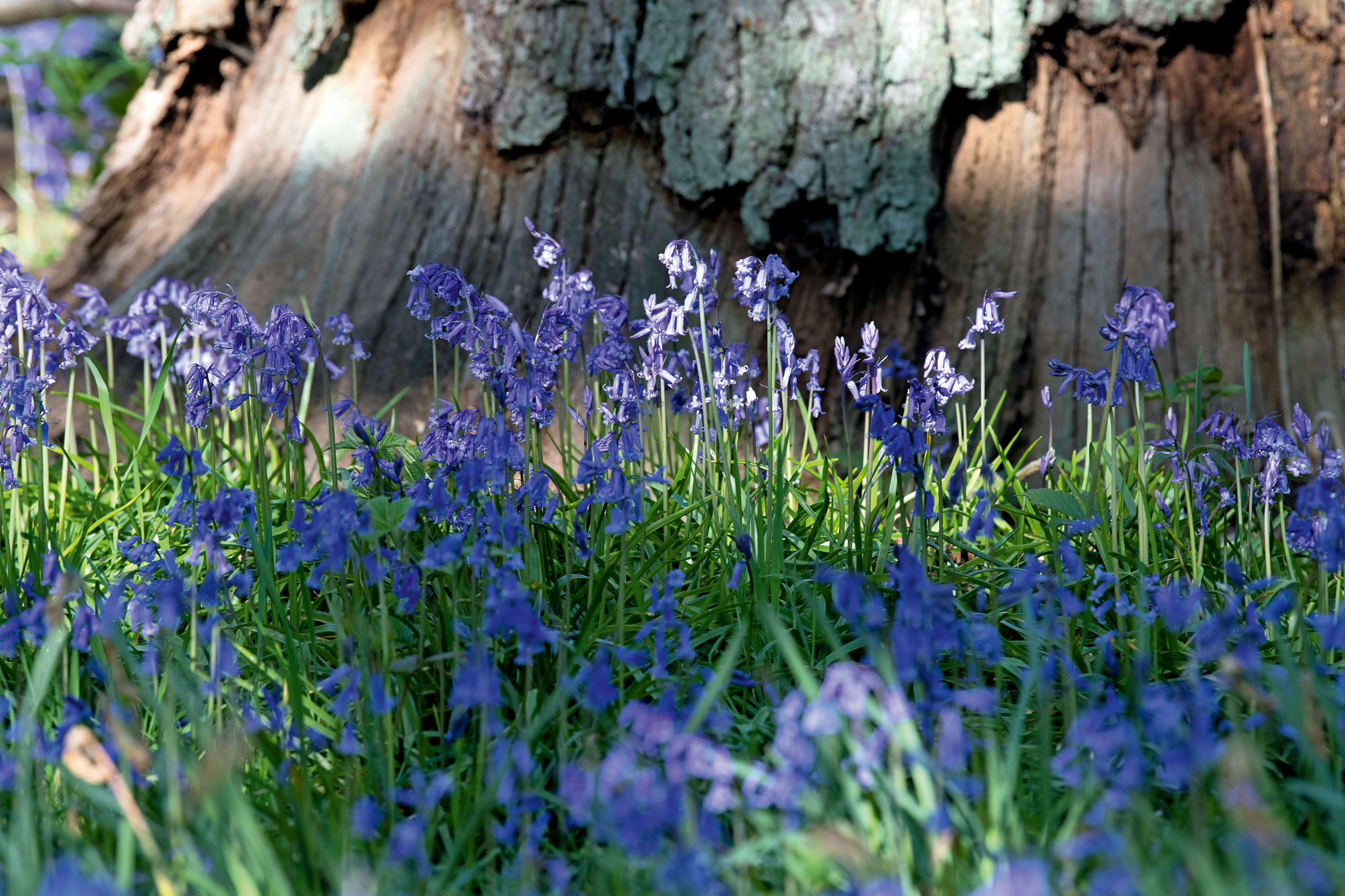 The bluebells at Kew Gardens