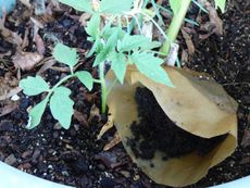 Coffee Grounds On Soil Of Potted Plant