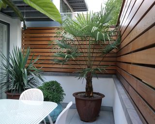 palm tree growing in a container on a balcony
