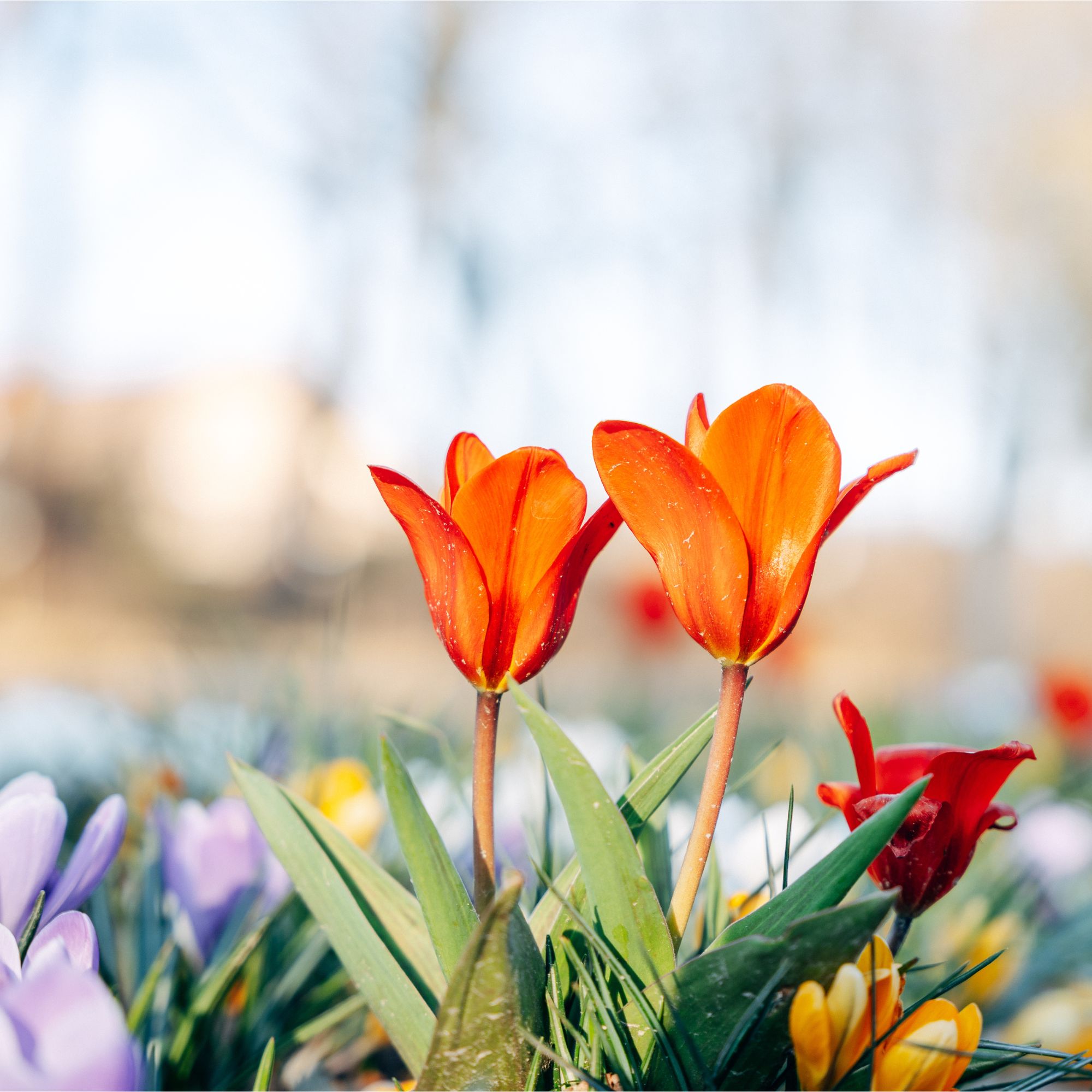 Colourful spring flowers grown from bulbs in grass, taken in Germany