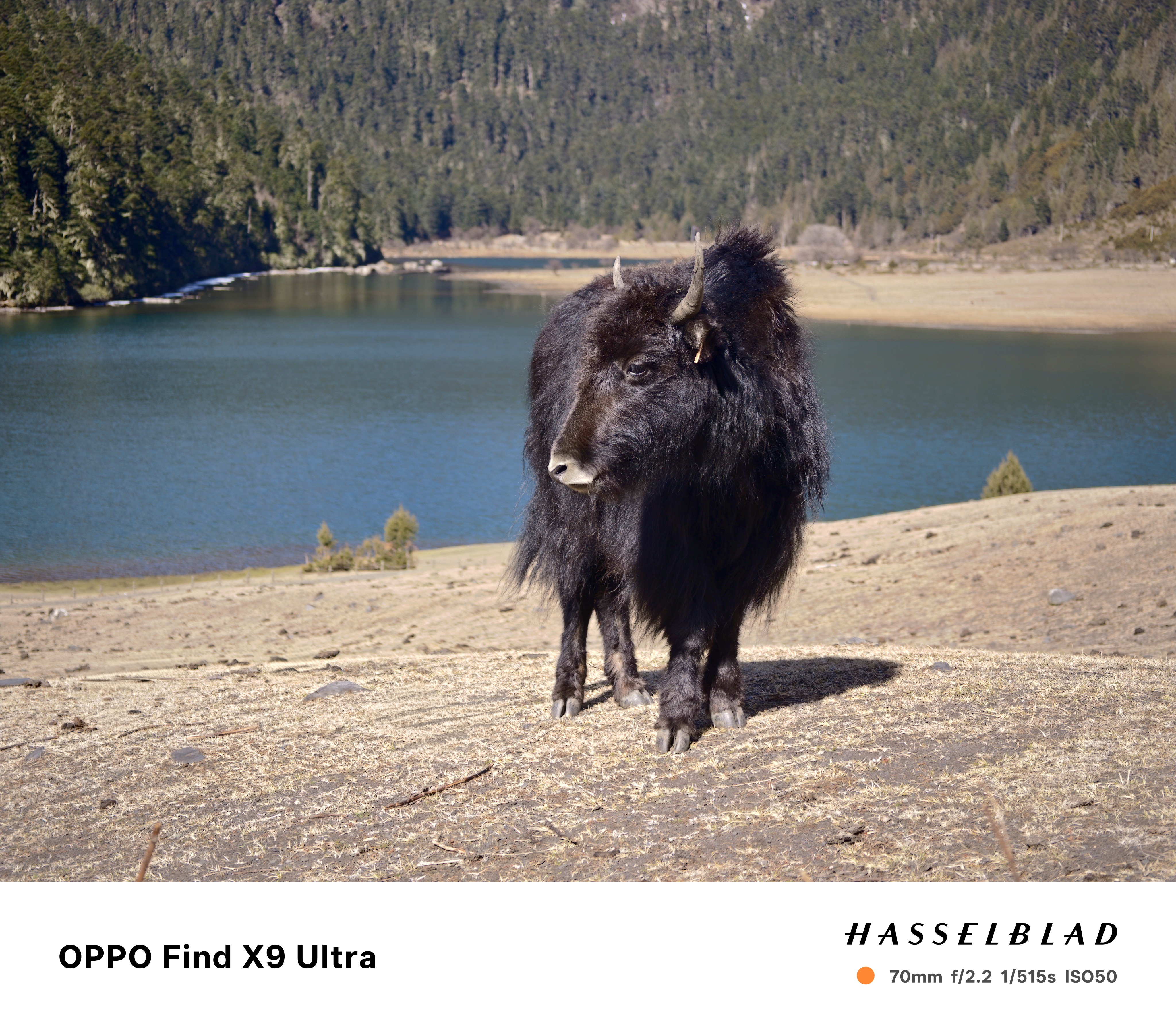 A yak in front of a still lake, it's a sunny day