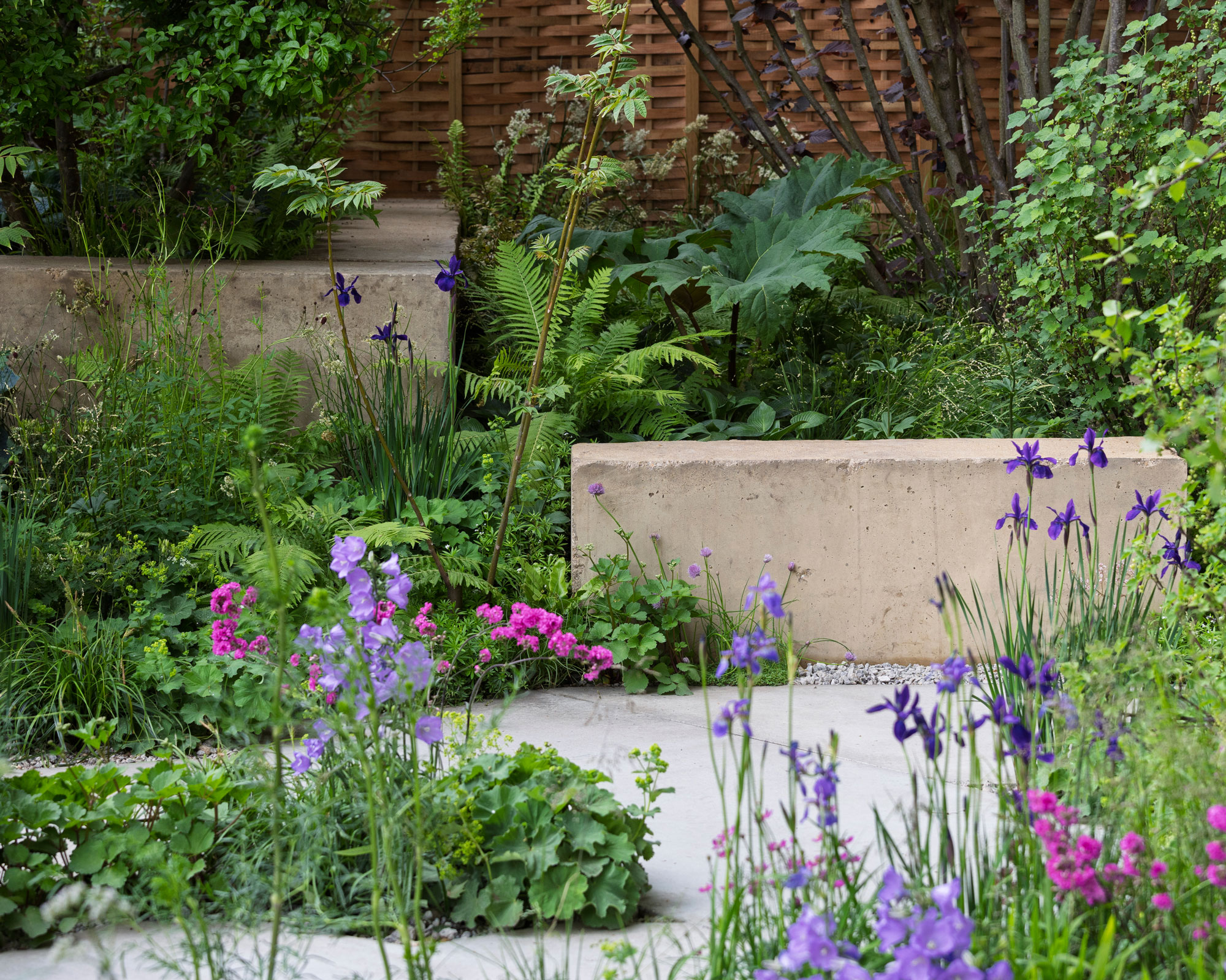 curved border design with walls and gravel, planted with purple iris, anemone multifida and campanula