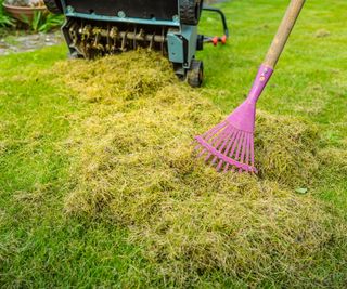 Scarifying a lawn and raking up the moss and dead thatch