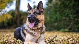 German Shepherd lying on grass holding stick between paws