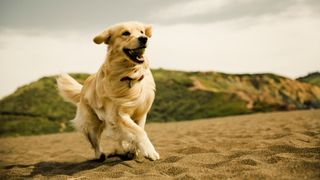 Golden Retriever bounding along a beach