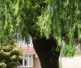 weeping willow tree in front garden