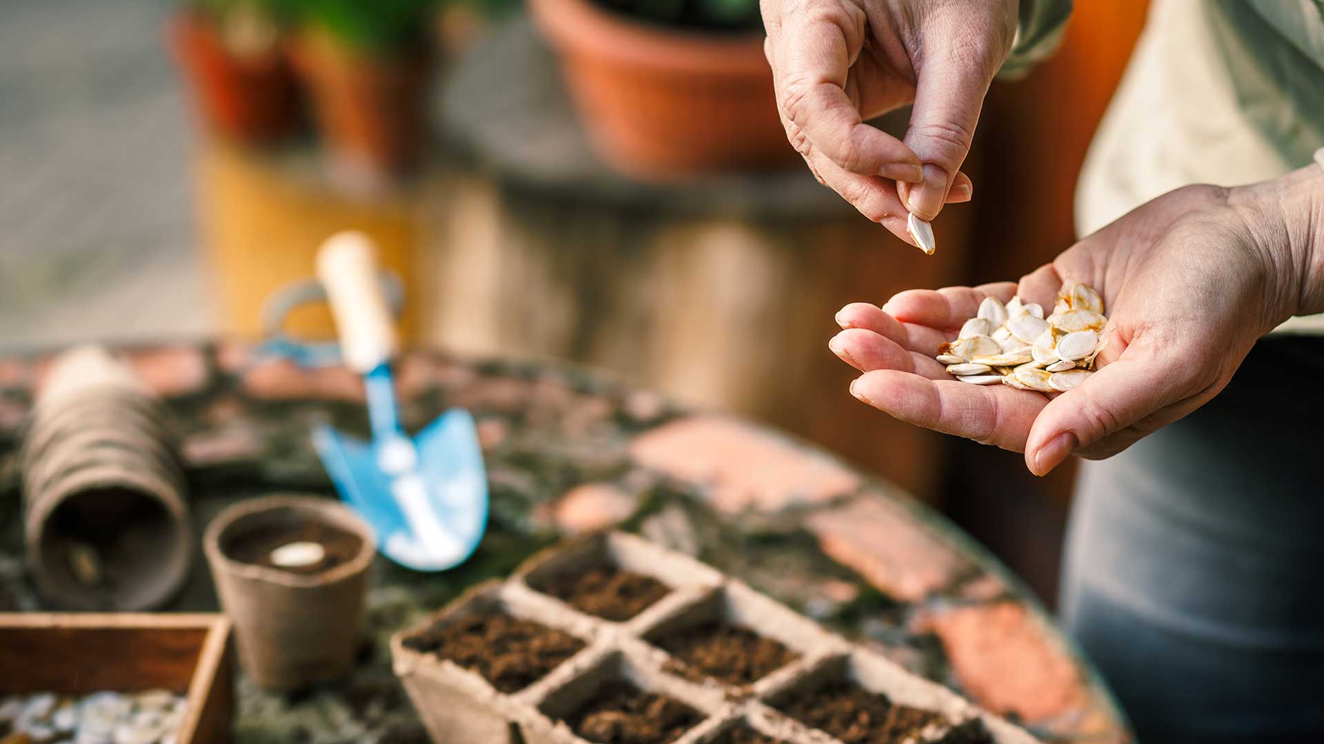 sowing pumpkin seeds into tray